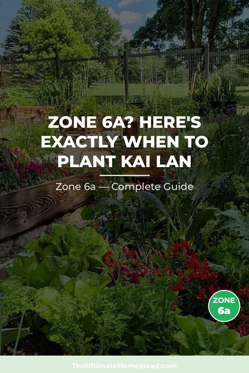 When to Plant Kai Lan in Zone 6a