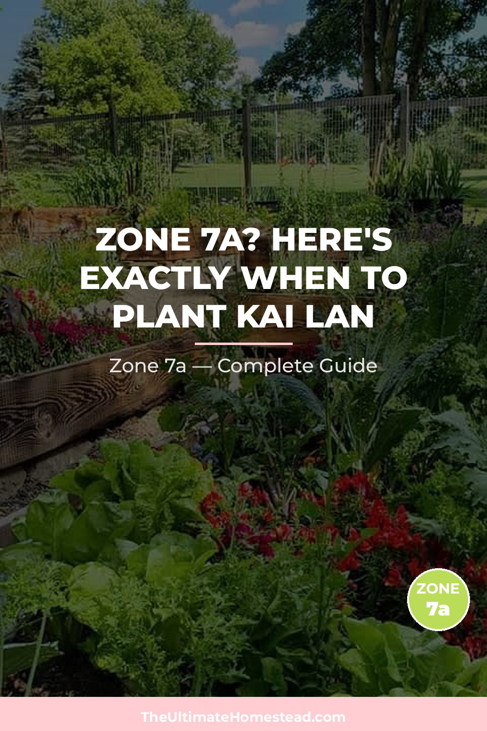 When to Plant Kai Lan in Zone 7a