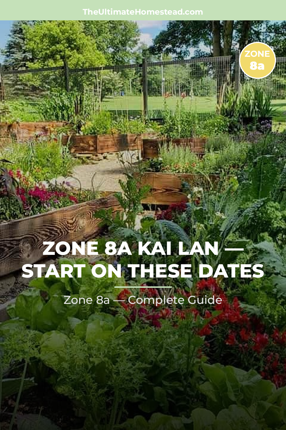 When to Plant Kai Lan in Zone 8a