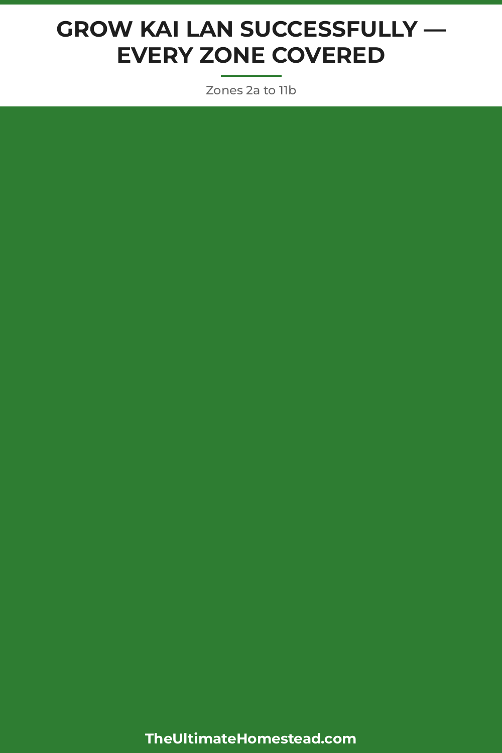 Kai Lan Planting Guide