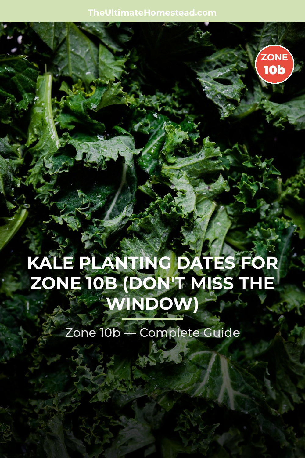 When to Plant Kale in Zone 10b
