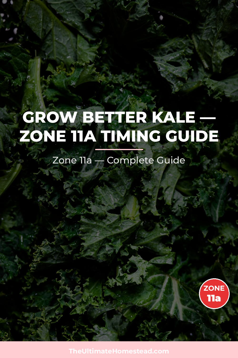 When to Plant Kale in Zone 11a