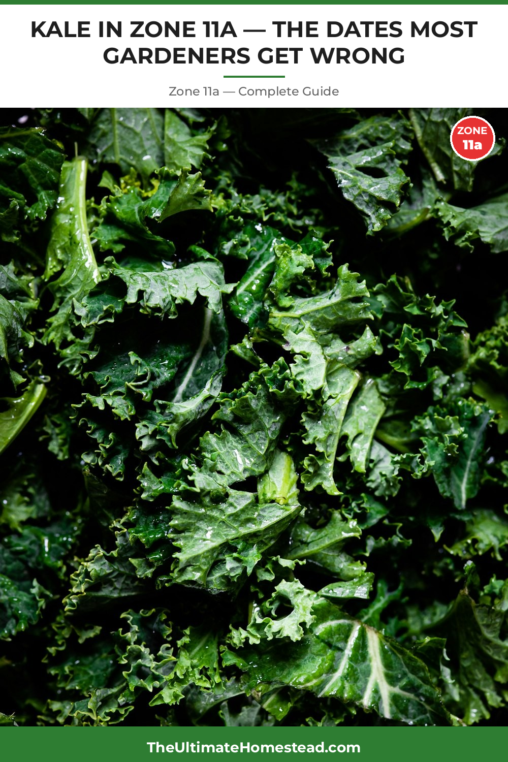 When to Plant Kale in Zone 11a