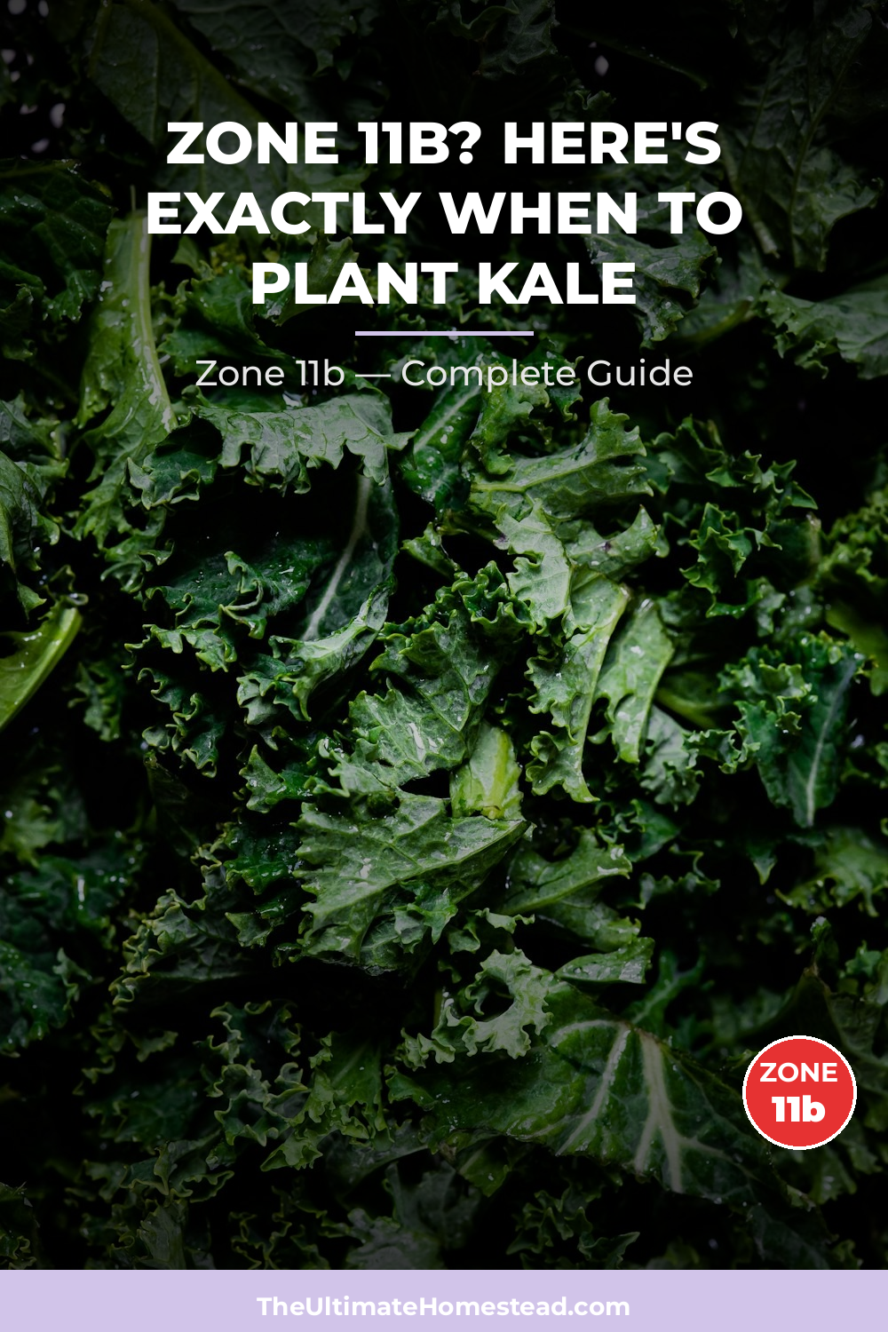 When to Plant Kale in Zone 11b