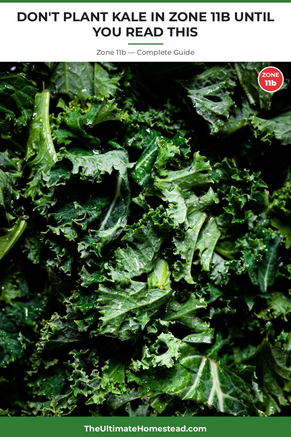 When to Plant Kale in Zone 11b