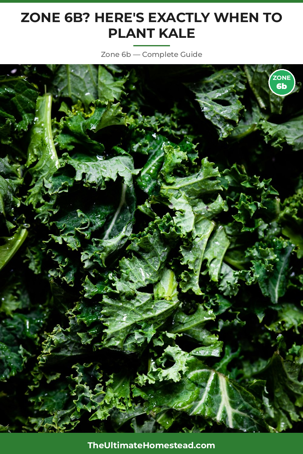 When to Plant Kale in Zone 6b
