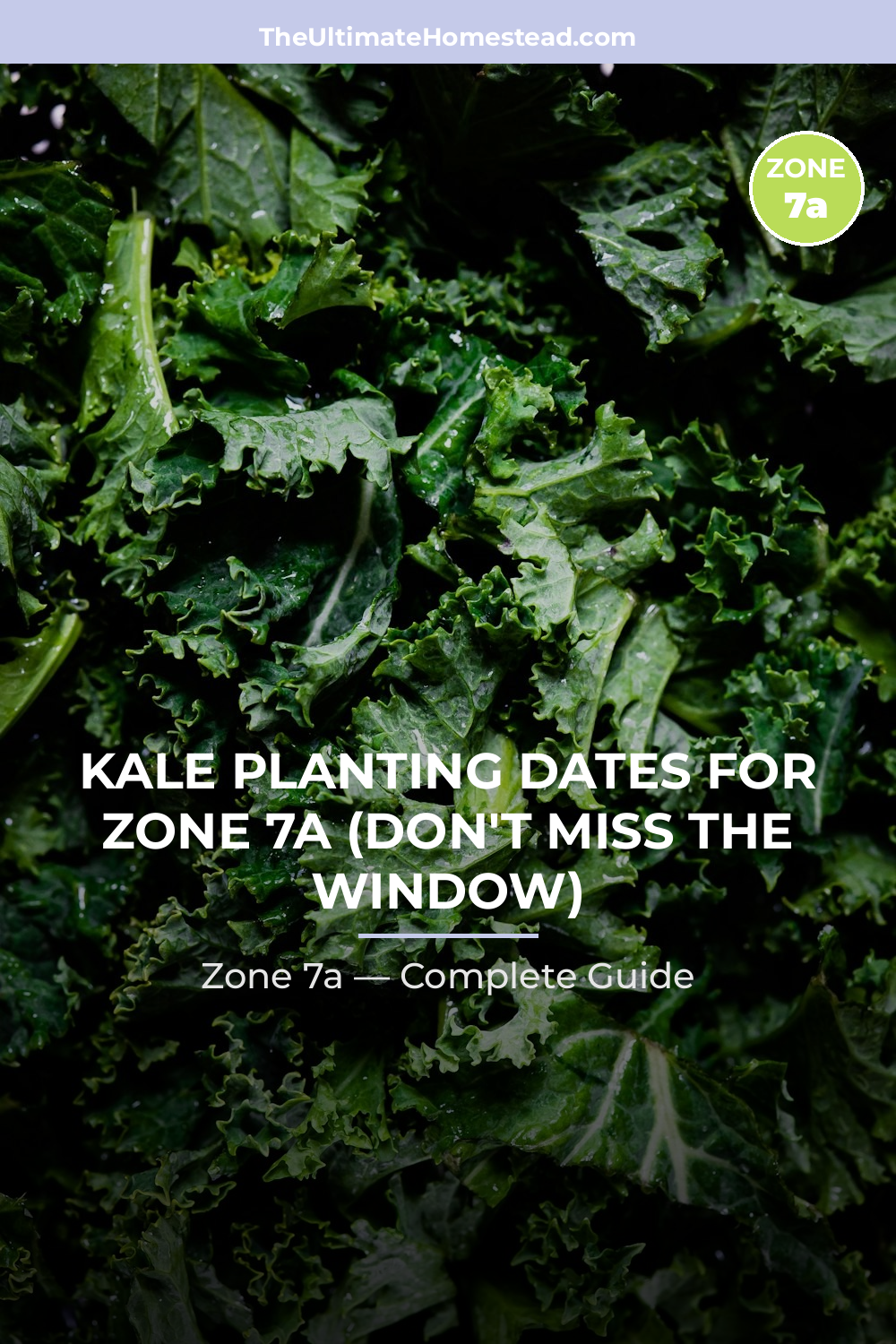 When to Plant Kale in Zone 7a