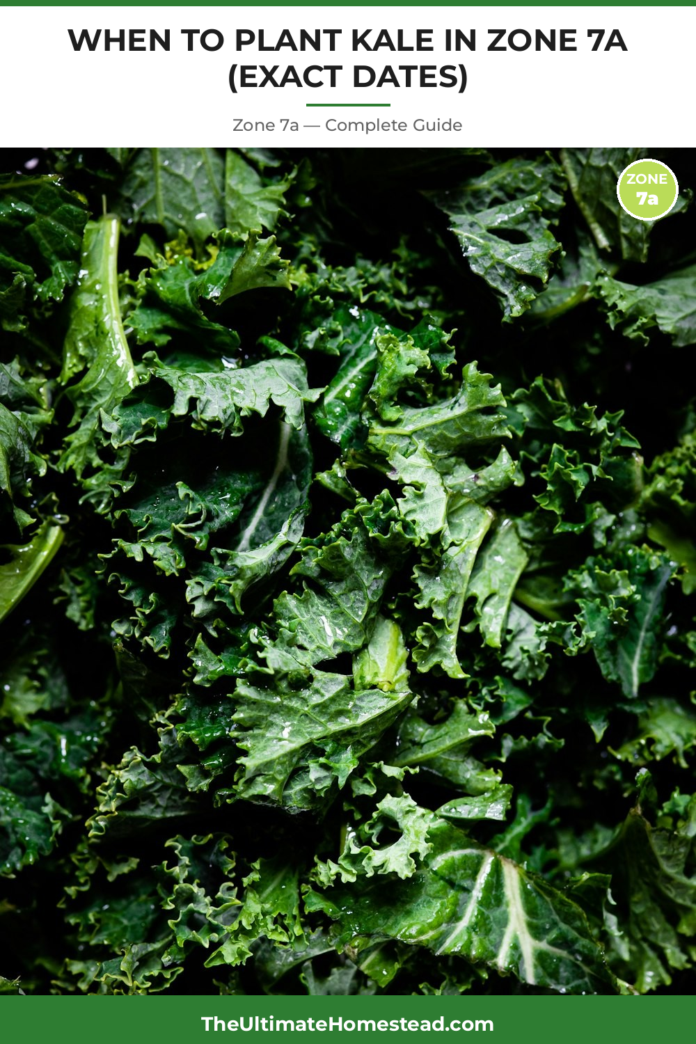 When to Plant Kale in Zone 7a