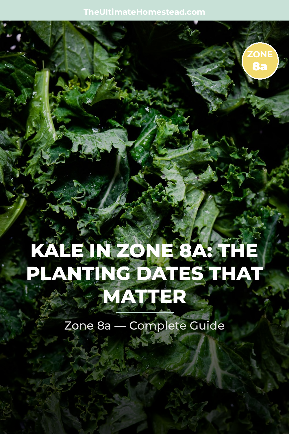 When to Plant Kale in Zone 8a