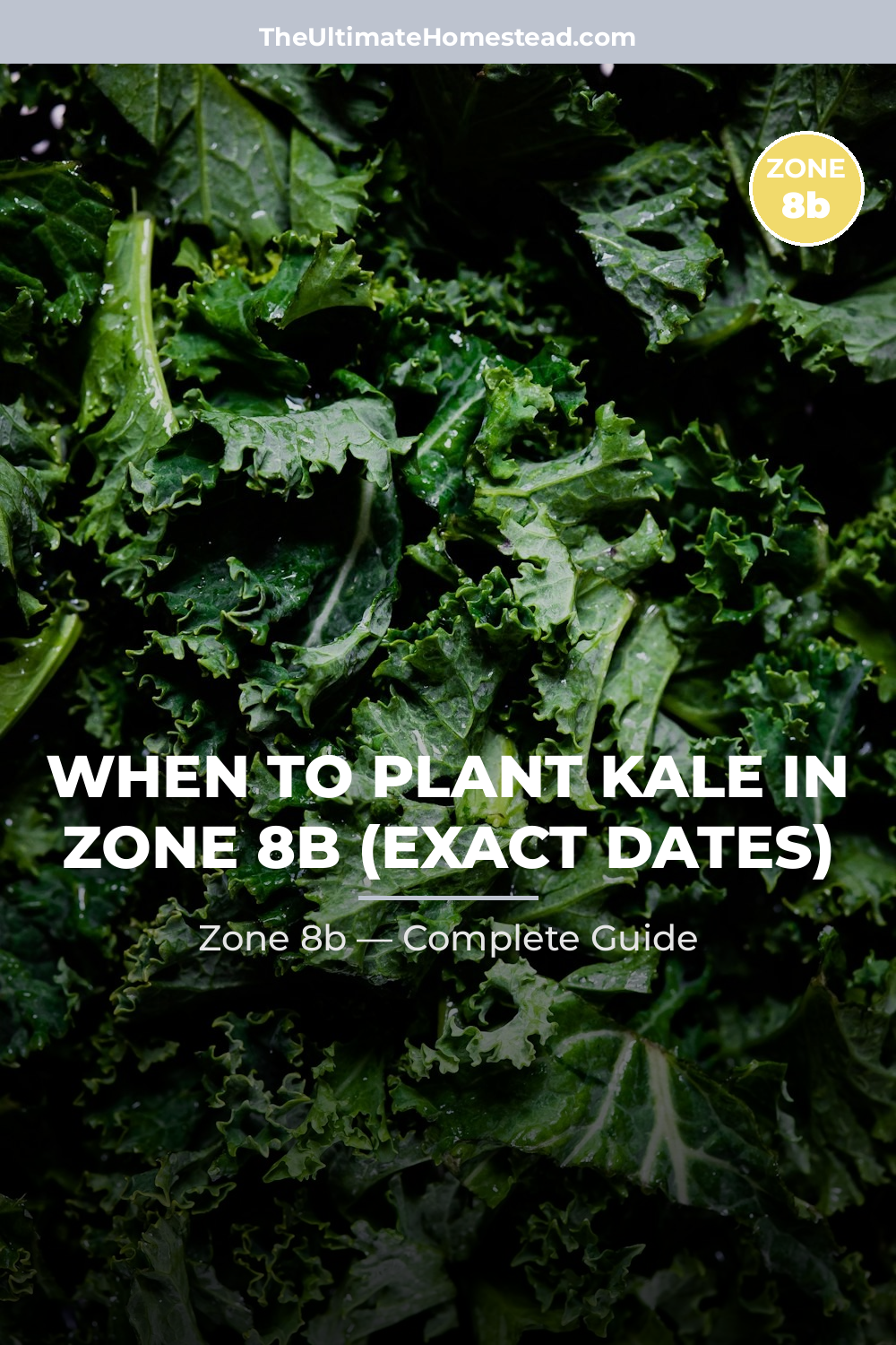 When to Plant Kale in Zone 8b
