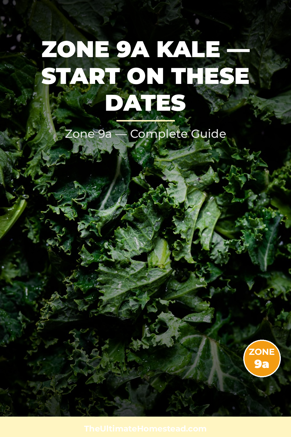 When to Plant Kale in Zone 9a