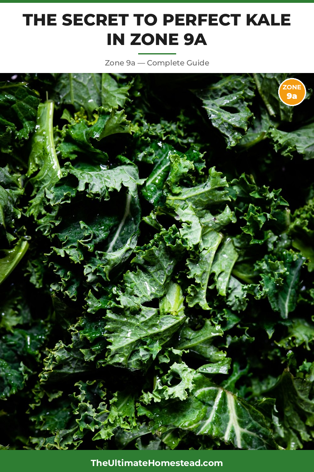 When to Plant Kale in Zone 9a