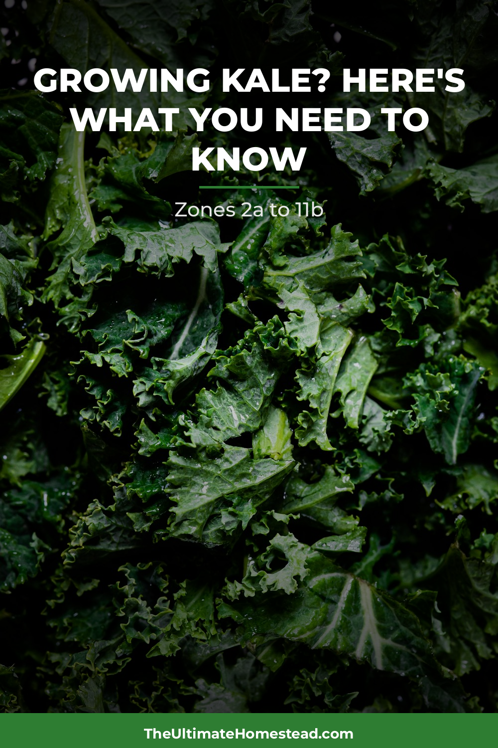 Kale Planting Guide