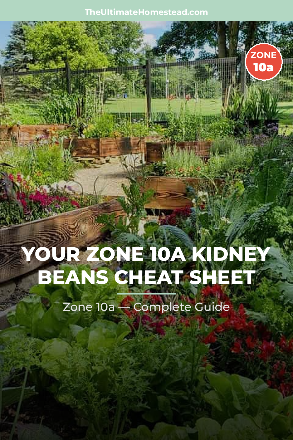 When to Plant Kidney Beans in Zone 10a