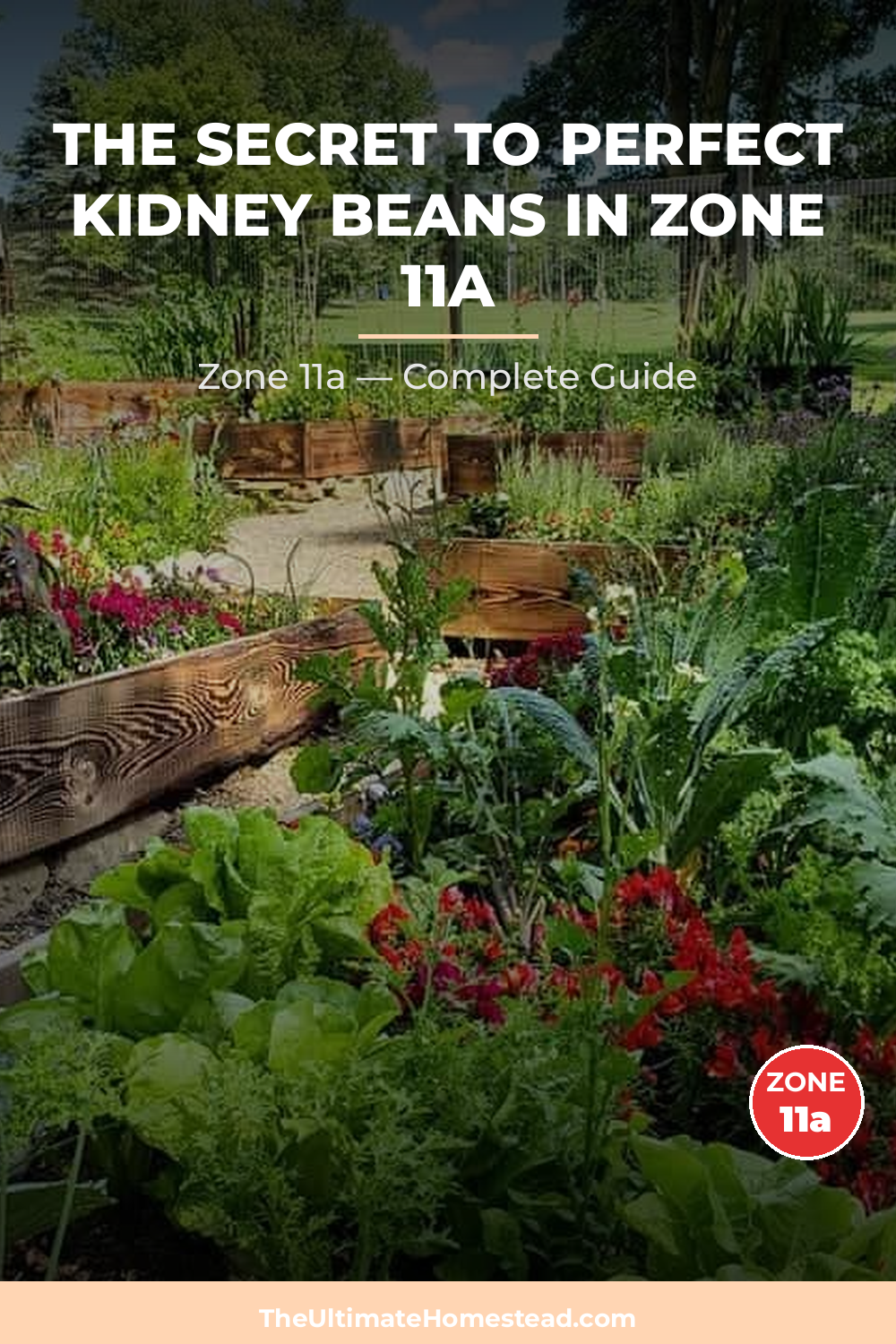 When to Plant Kidney Beans in Zone 11a