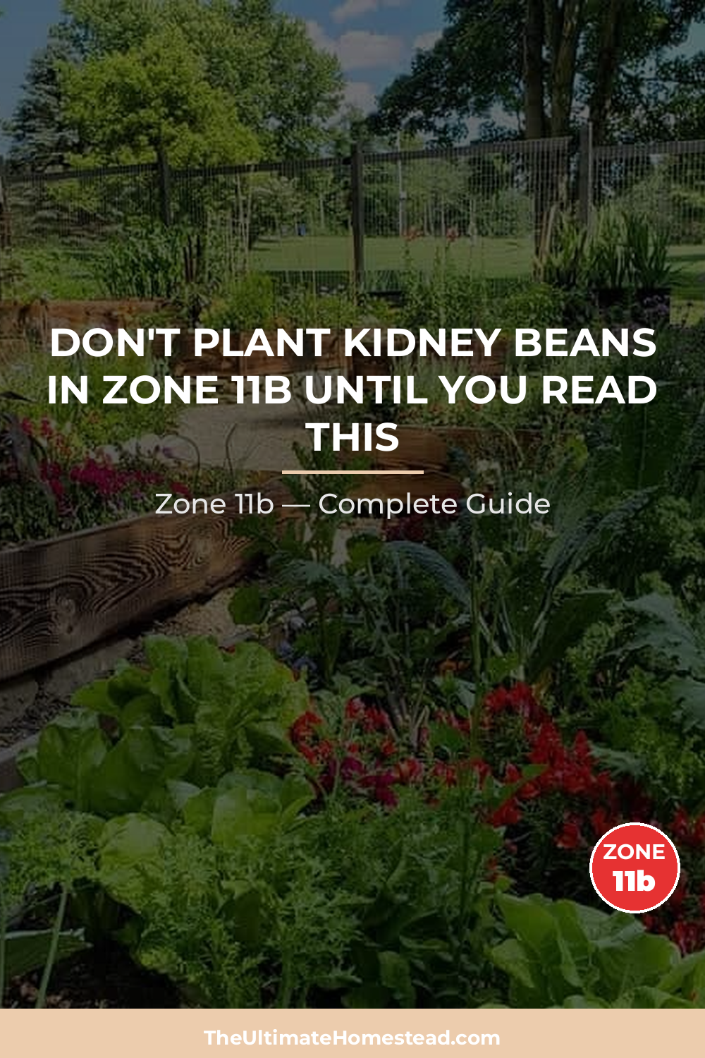 When to Plant Kidney Beans in Zone 11b