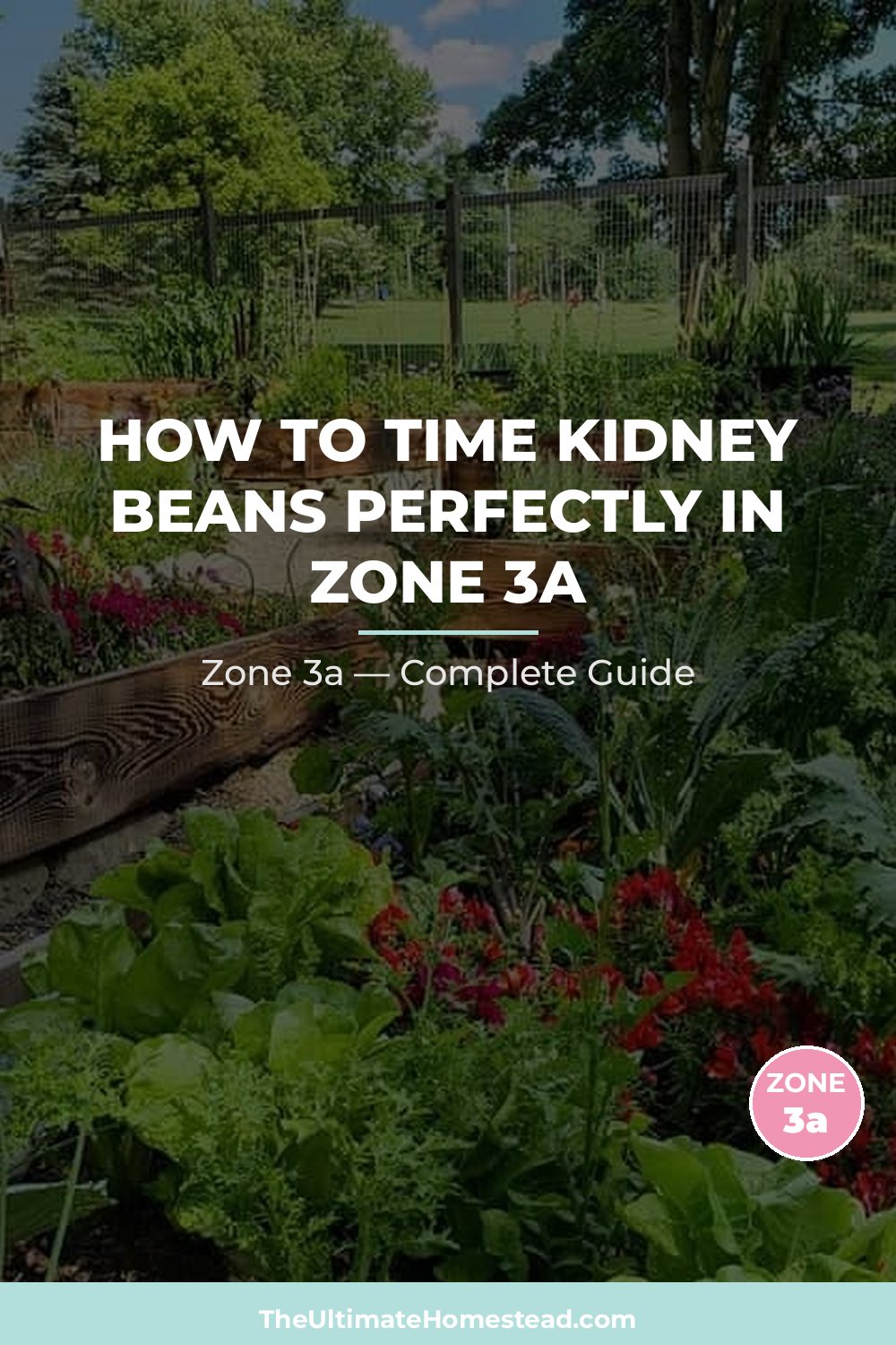 When to Plant Kidney Beans in Zone 3a