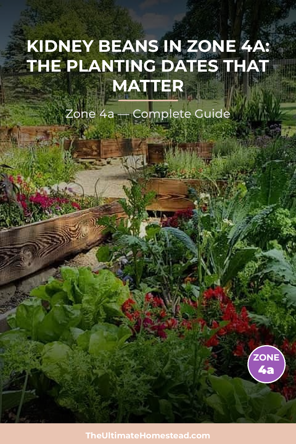 When to Plant Kidney Beans in Zone 4a