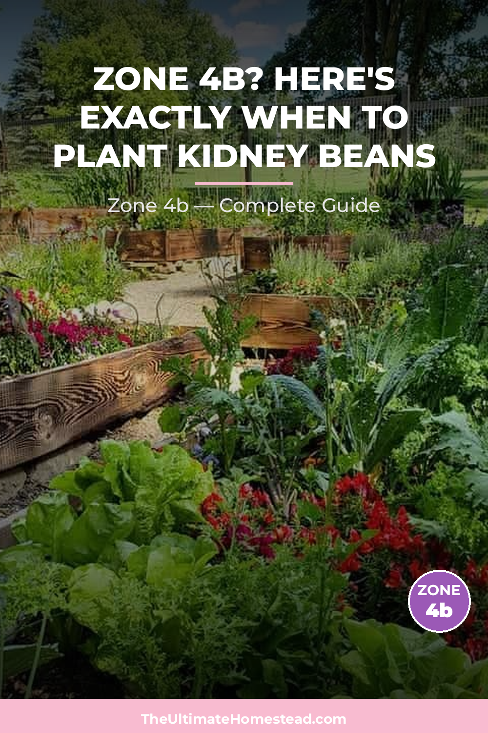 When to Plant Kidney Beans in Zone 4b