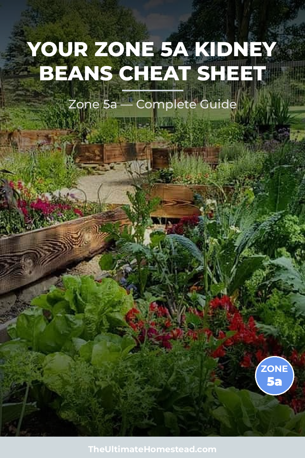 When to Plant Kidney Beans in Zone 5a