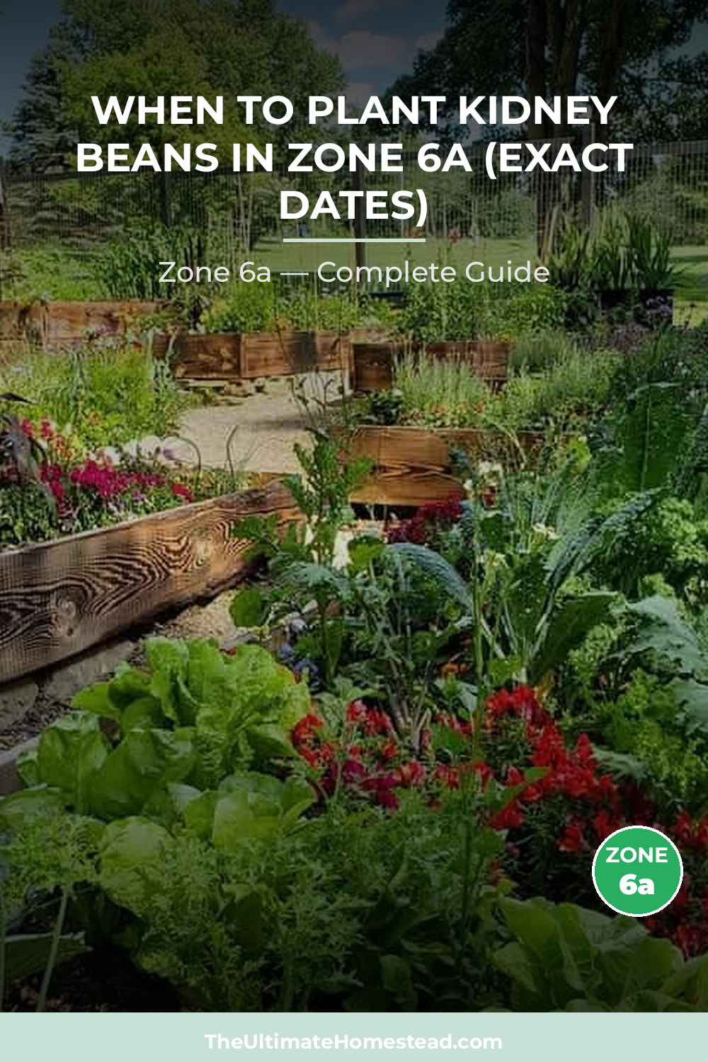 When to Plant Kidney Beans in Zone 6a
