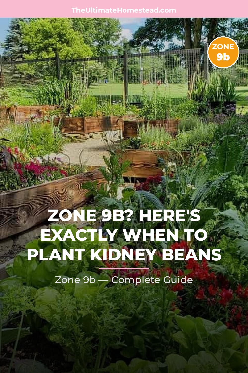 When to Plant Kidney Beans in Zone 9b