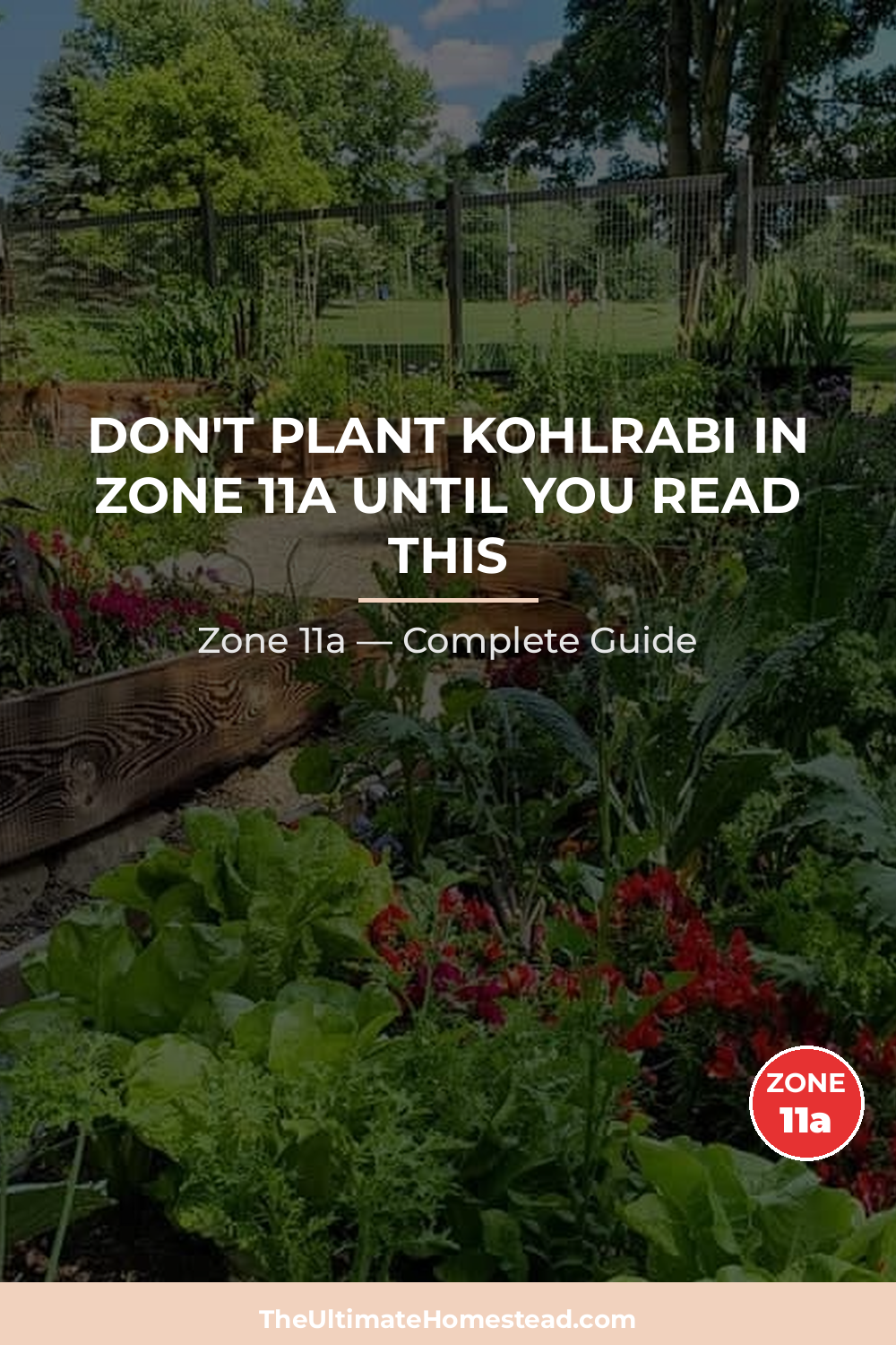 When to Plant Kohlrabi in Zone 11a