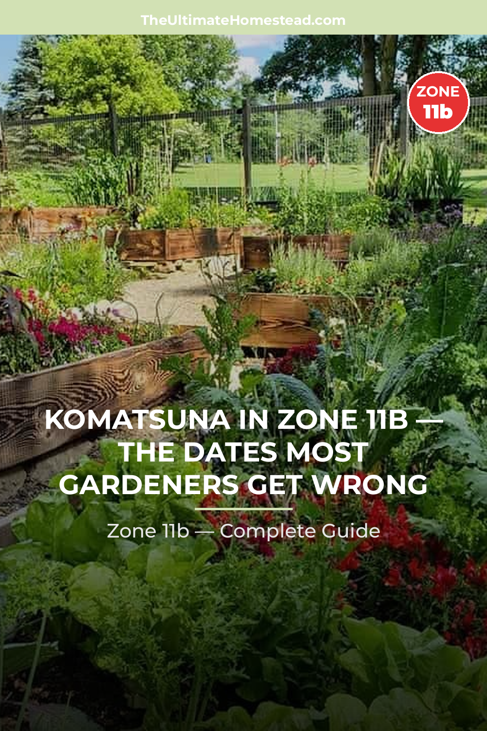 When to Plant Komatsuna in Zone 11b