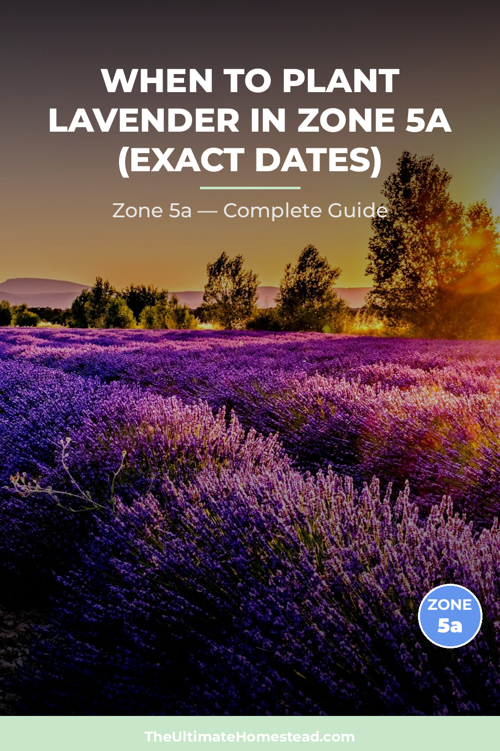 When to Plant Lavender in Zone 5a