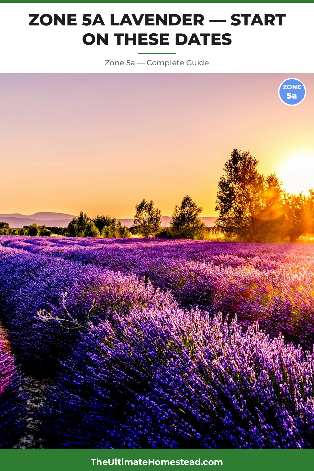 When to Plant Lavender in Zone 5a