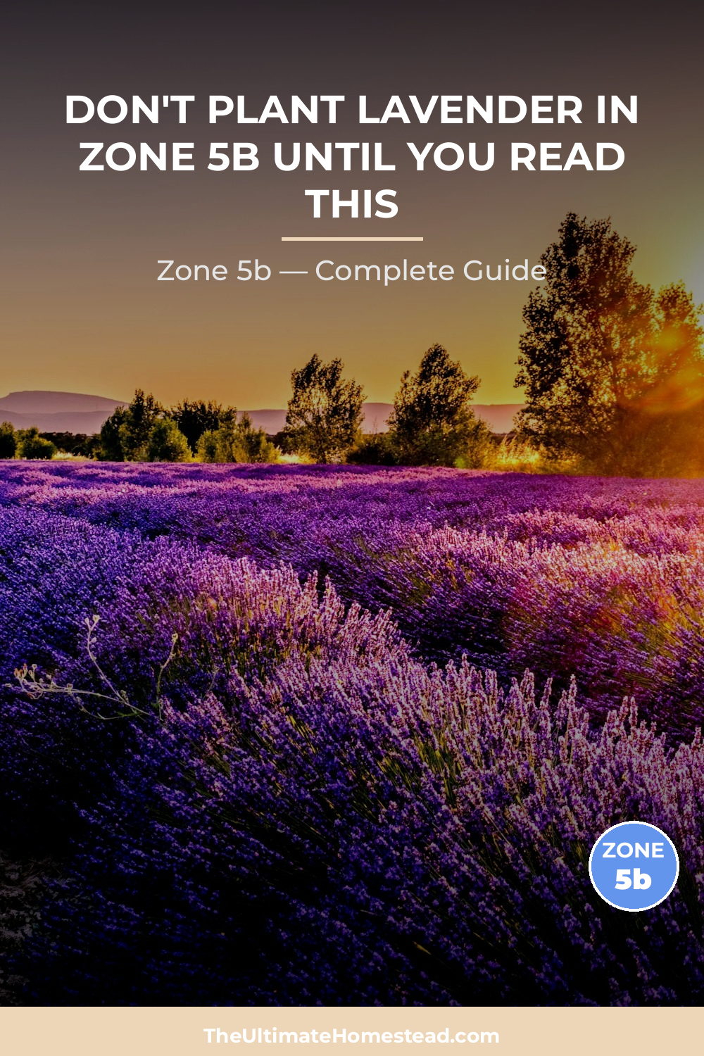 When to Plant Lavender in Zone 5b
