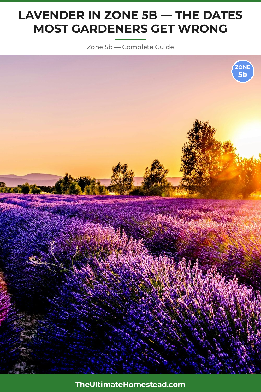 When to Plant Lavender in Zone 5b