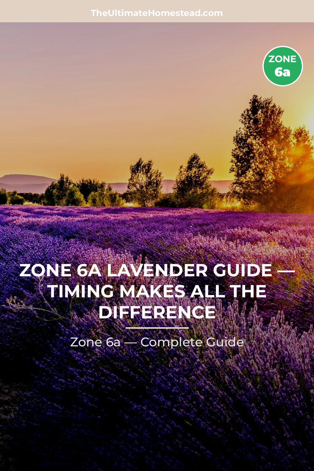 When to Plant Lavender in Zone 6a