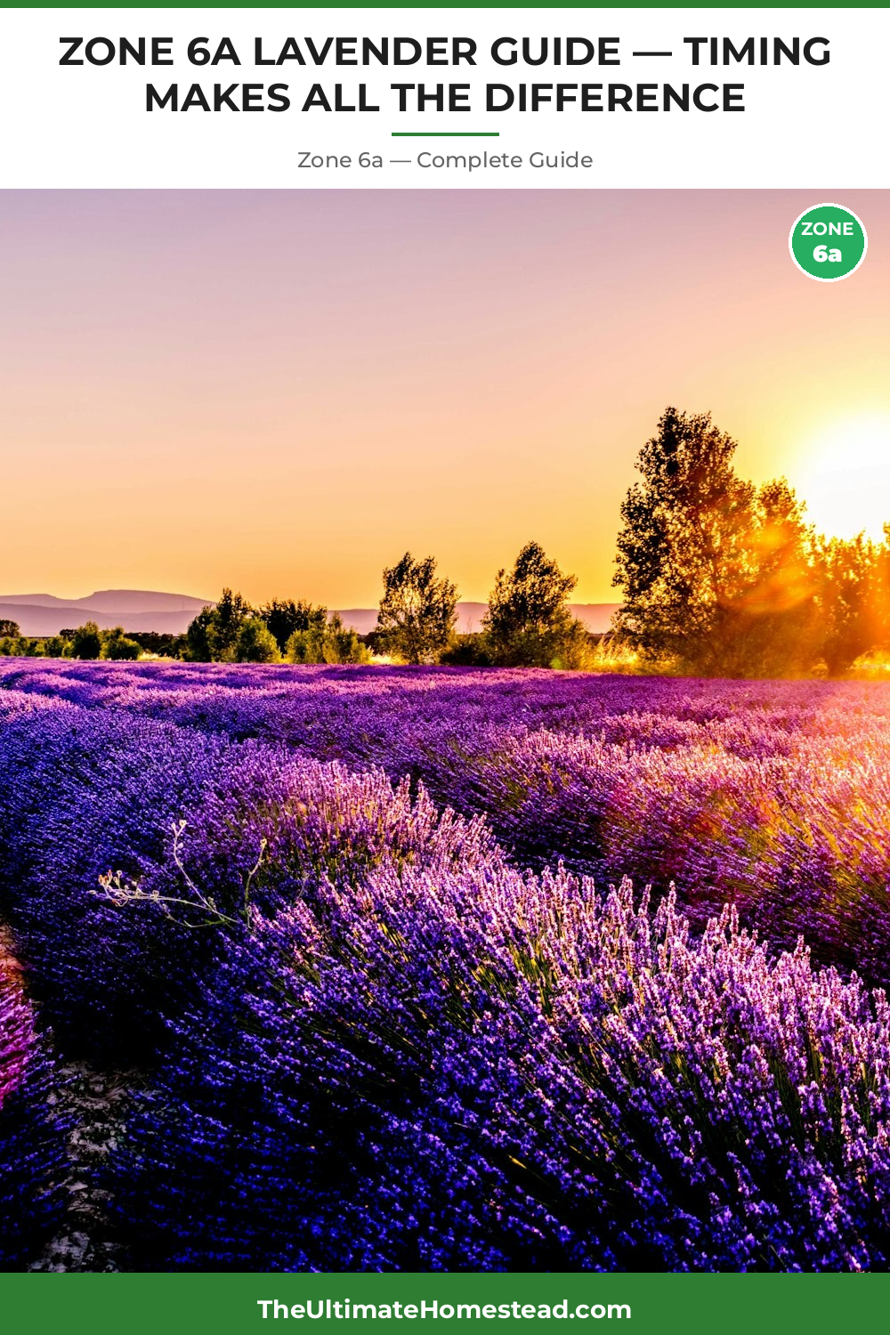 When to Plant Lavender in Zone 6a