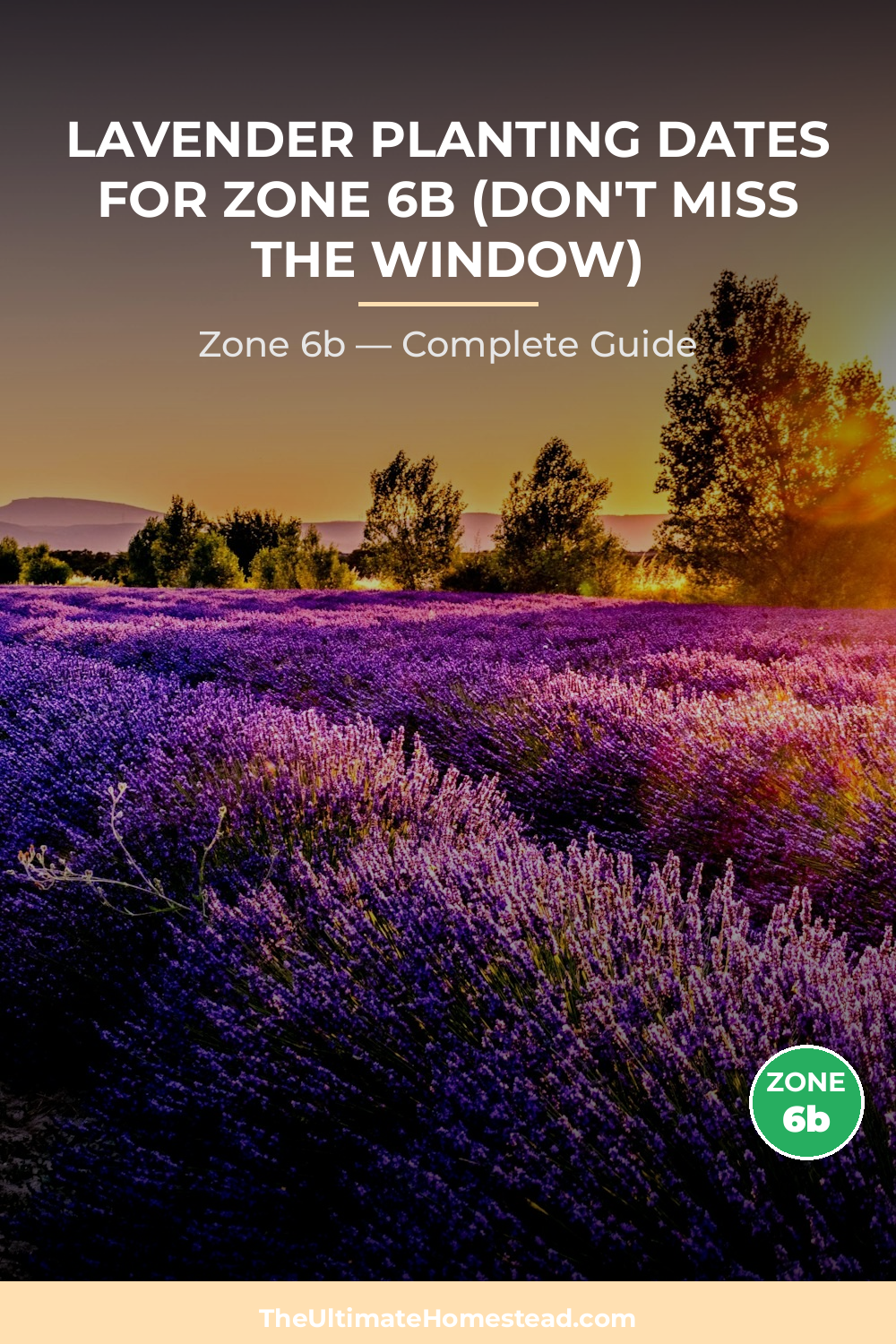 When to Plant Lavender in Zone 6b