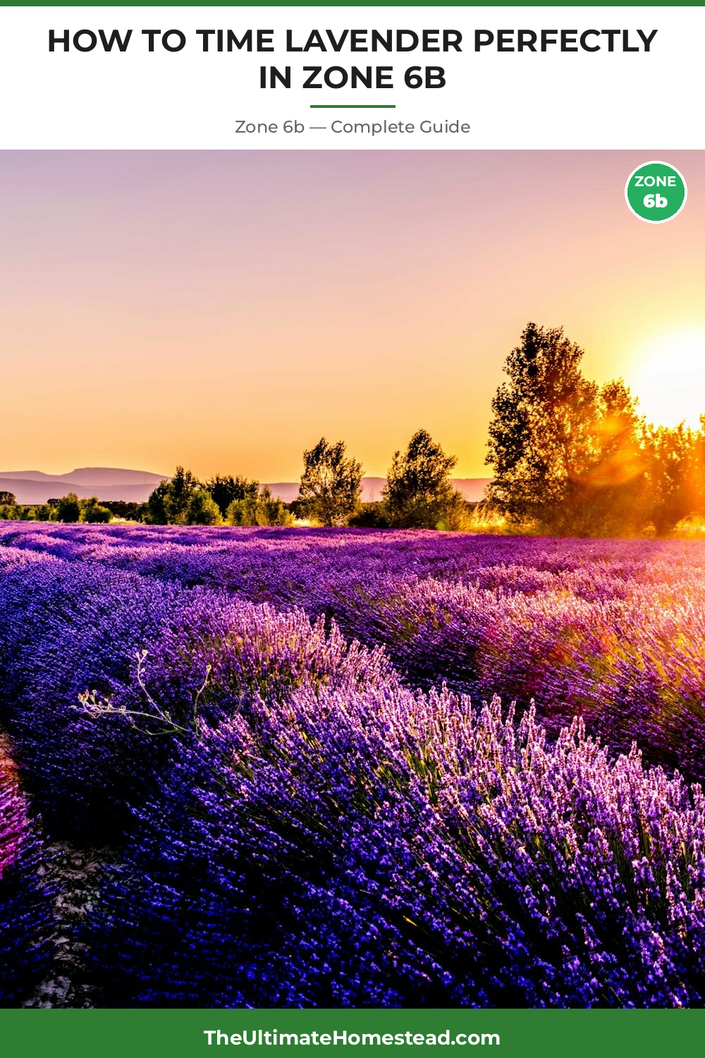 When to Plant Lavender in Zone 6b