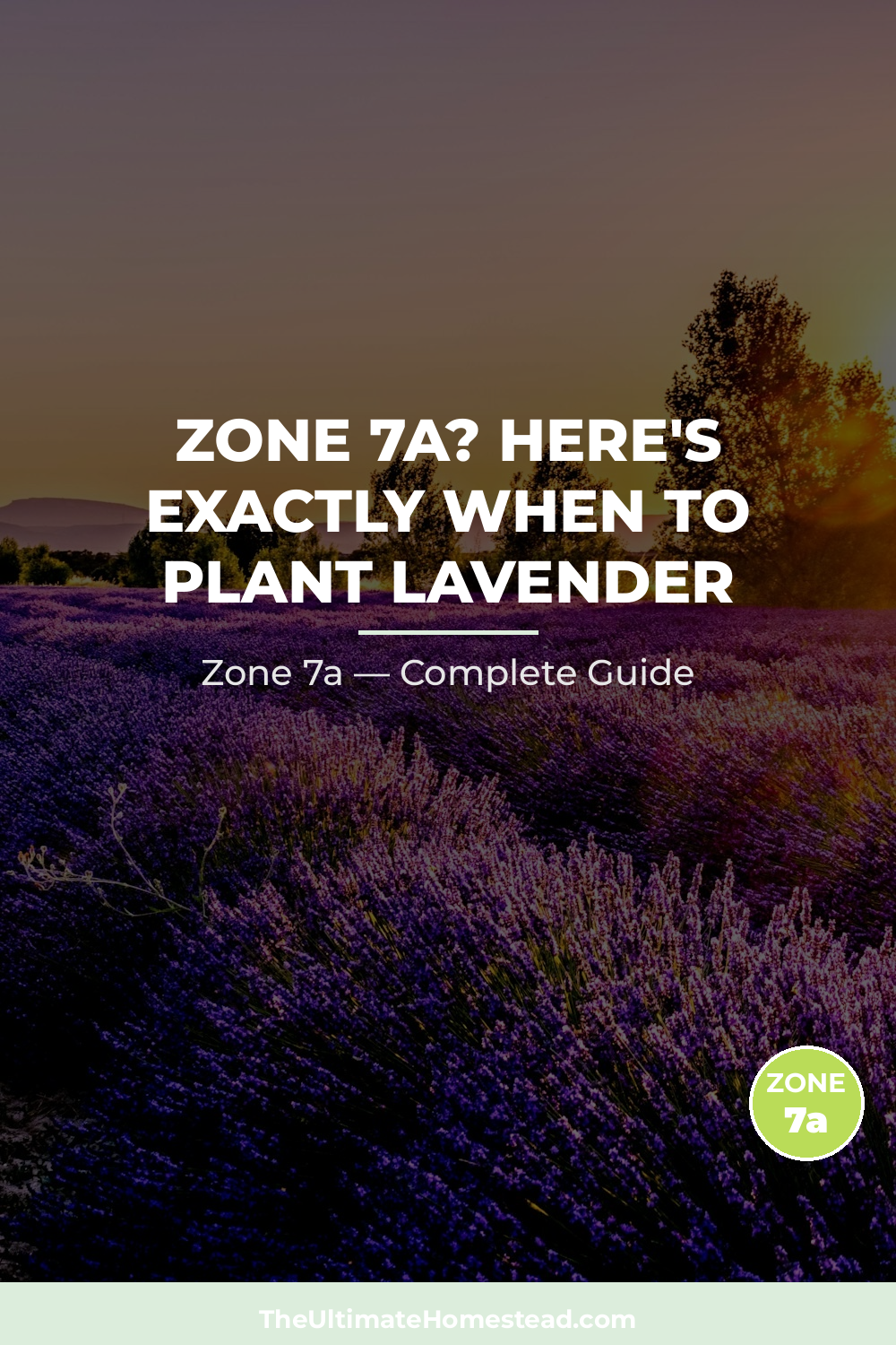 When to Plant Lavender in Zone 7a