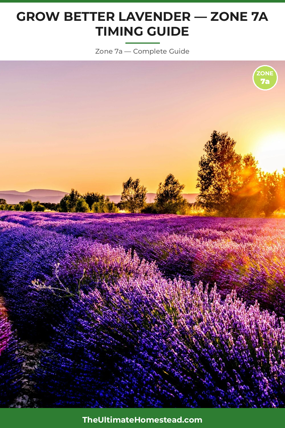 When to Plant Lavender in Zone 7a