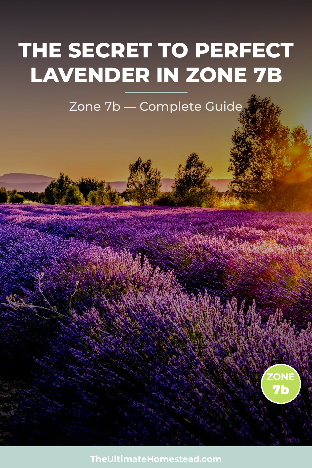 When to Plant Lavender in Zone 7b