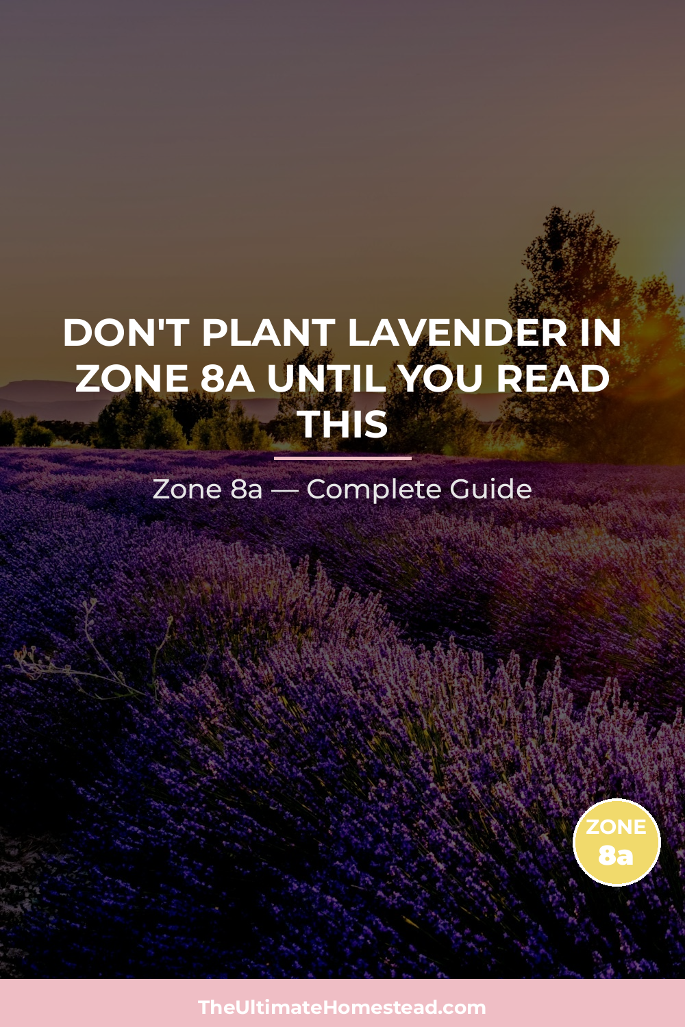 When to Plant Lavender in Zone 8a