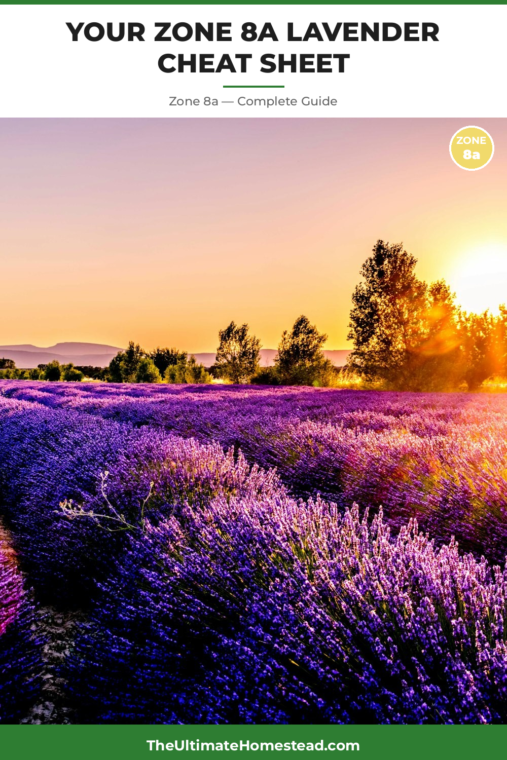 When to Plant Lavender in Zone 8a