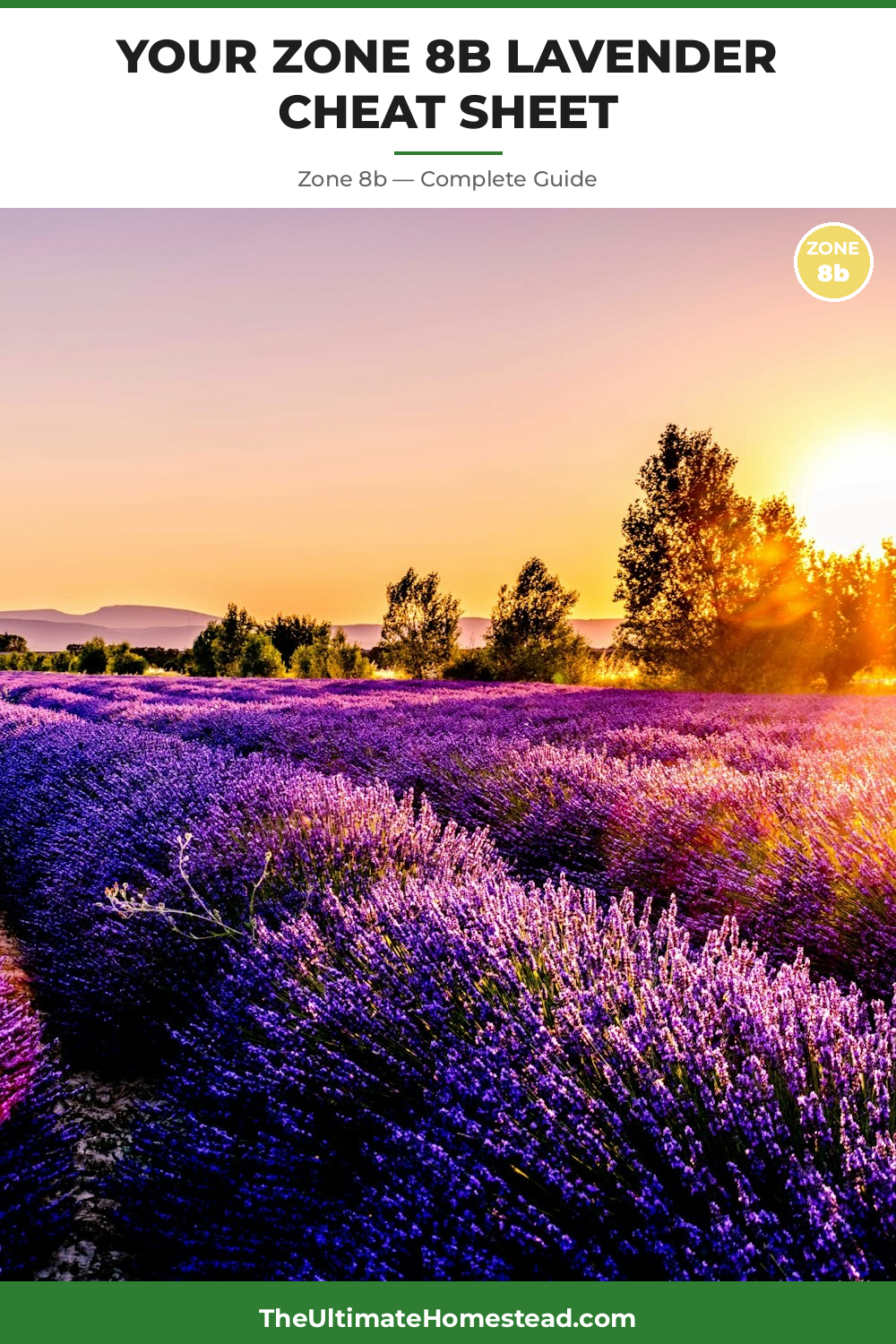 When to Plant Lavender in Zone 8b