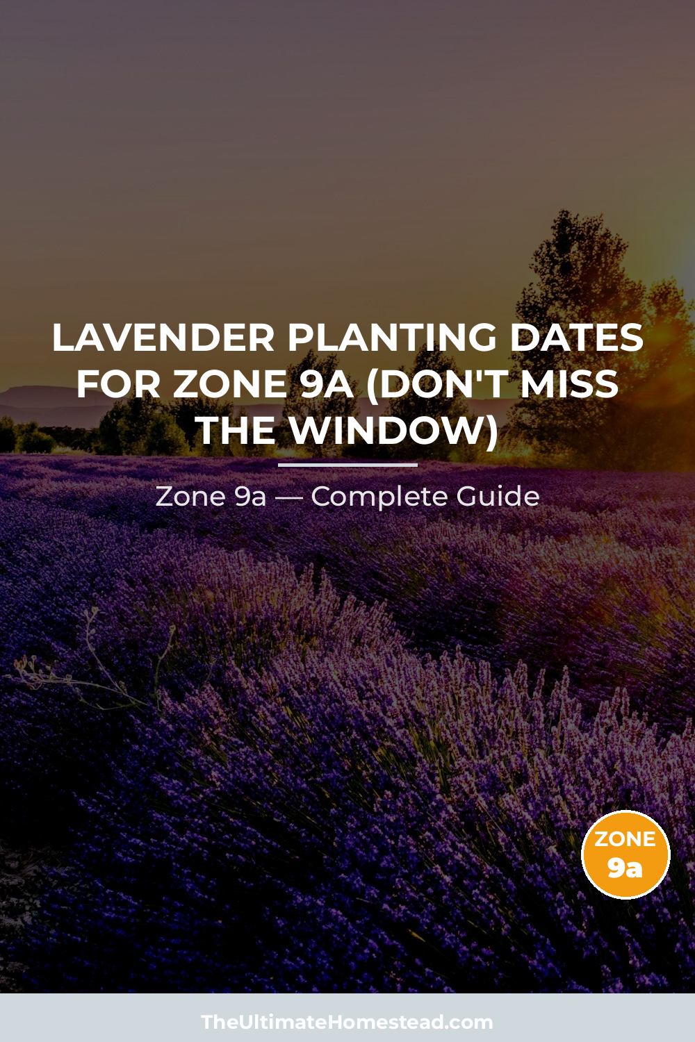 When to Plant Lavender in Zone 9a