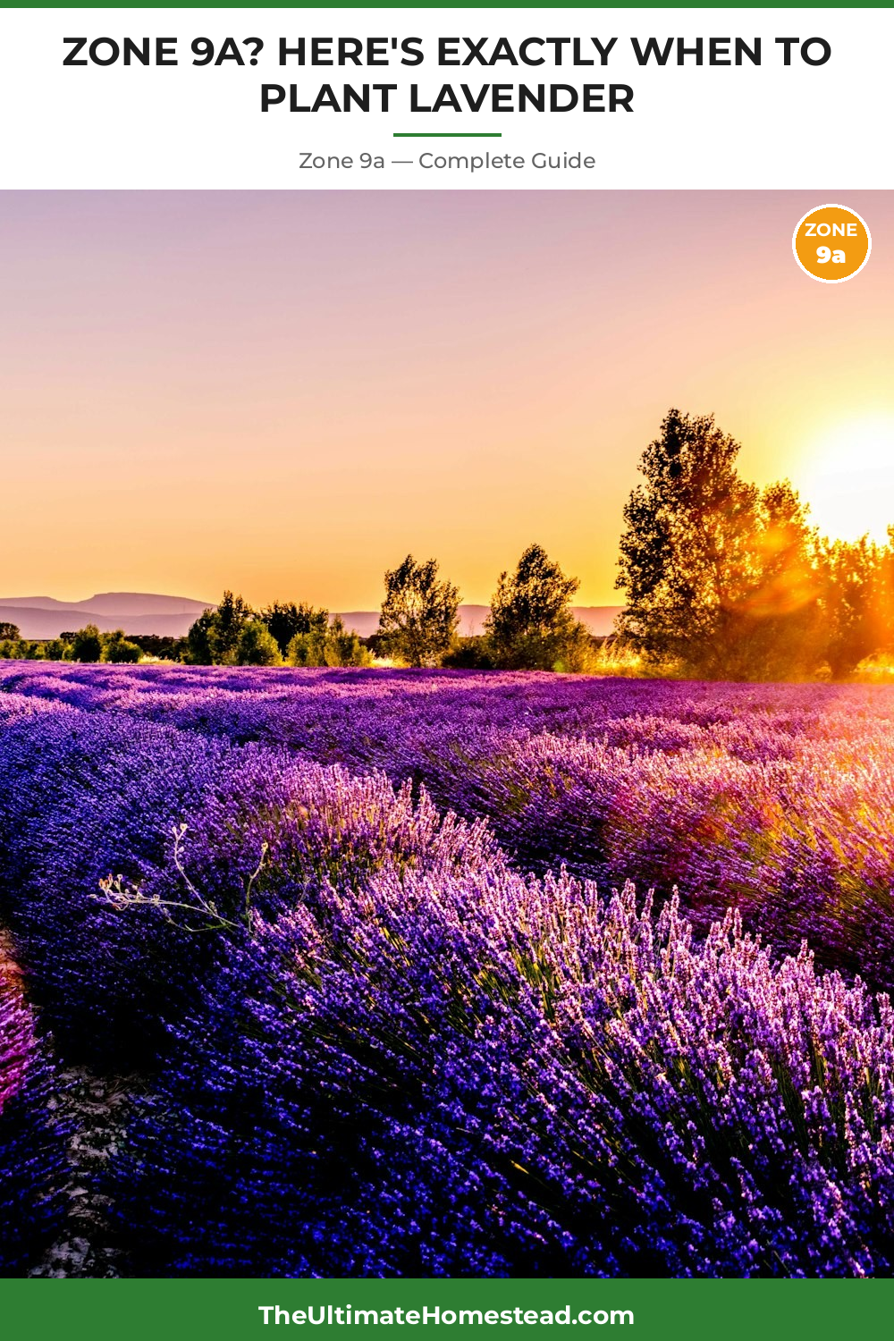 When to Plant Lavender in Zone 9a