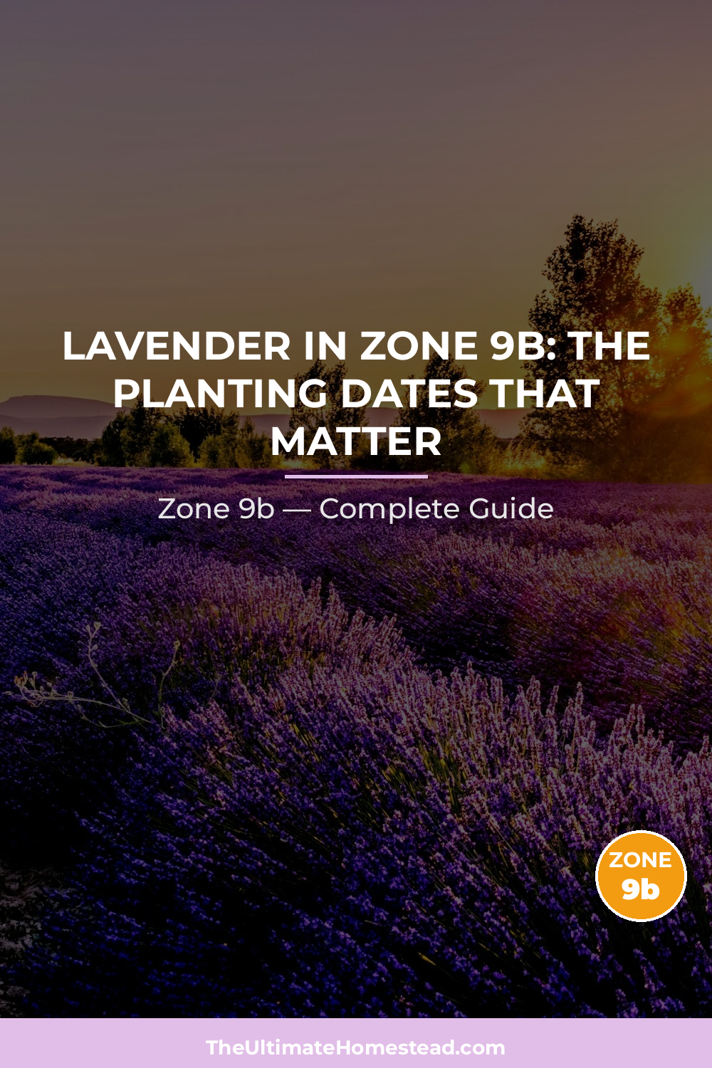 When to Plant Lavender in Zone 9b