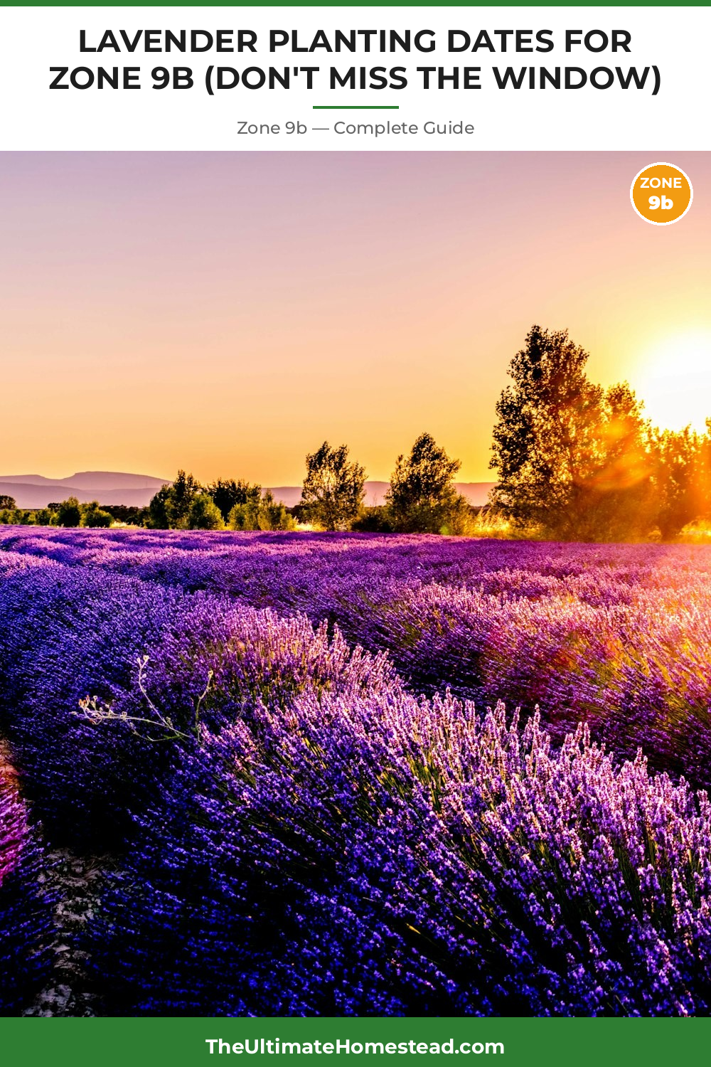 When to Plant Lavender in Zone 9b