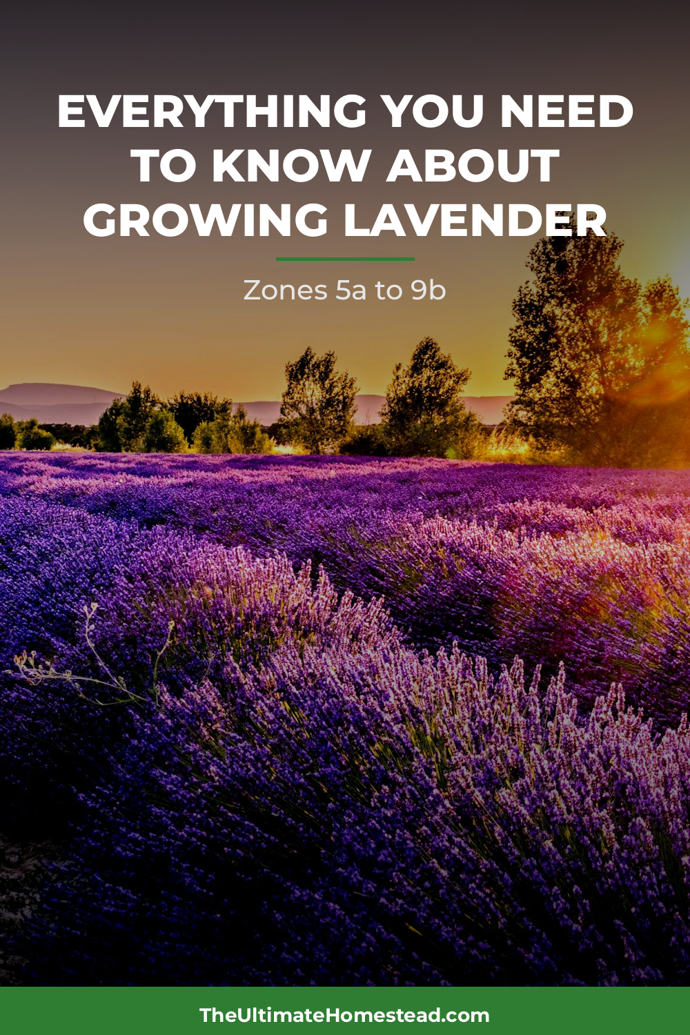 Lavender Planting Guide