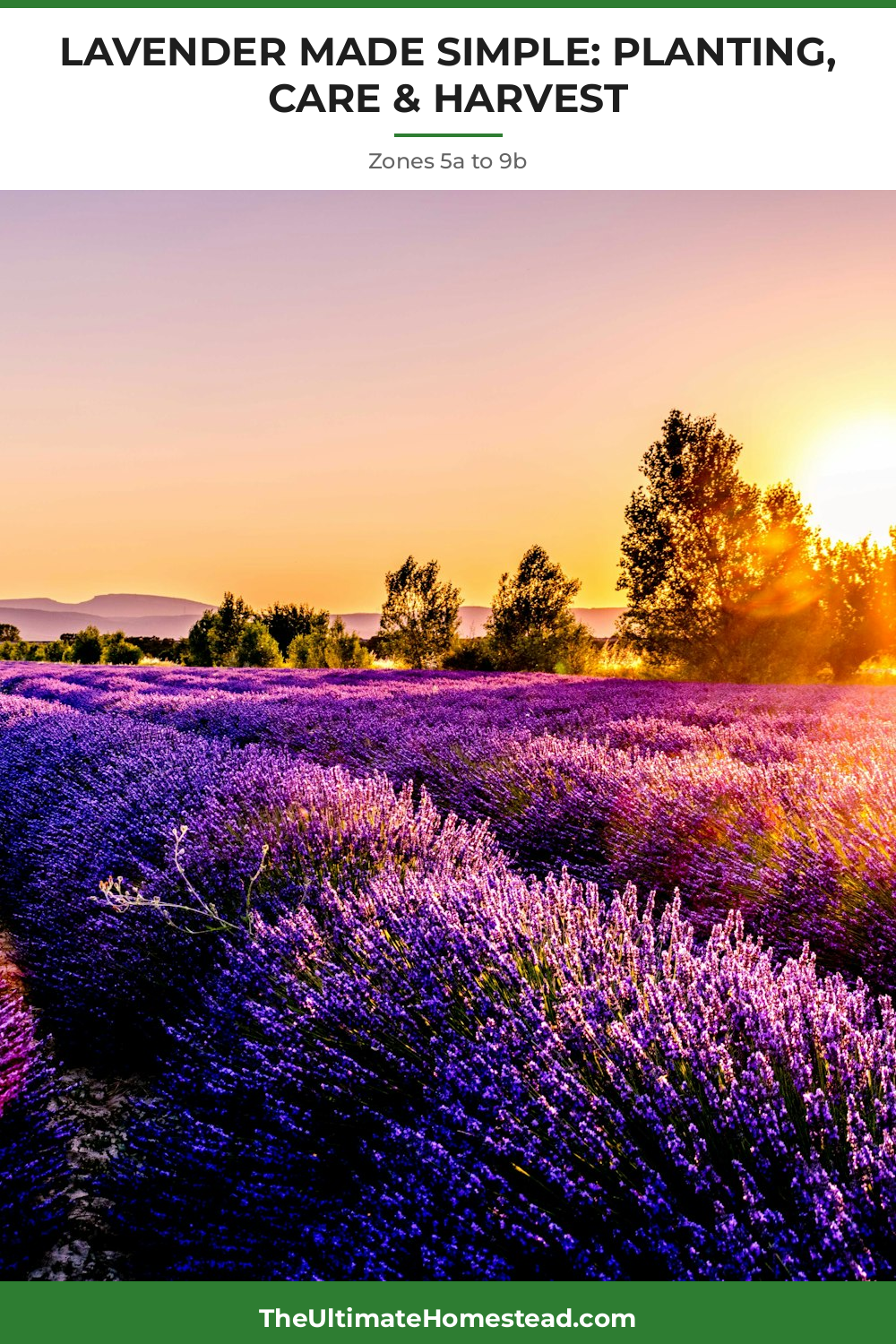 Lavender Planting Guide