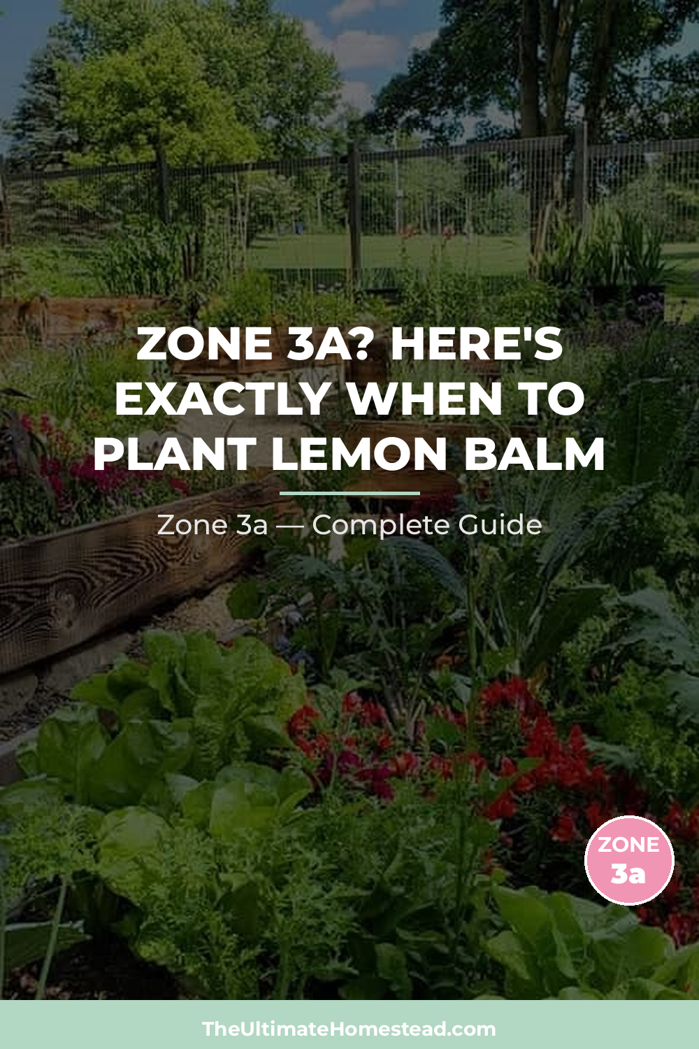 When to Plant Lemon Balm in Zone 3a