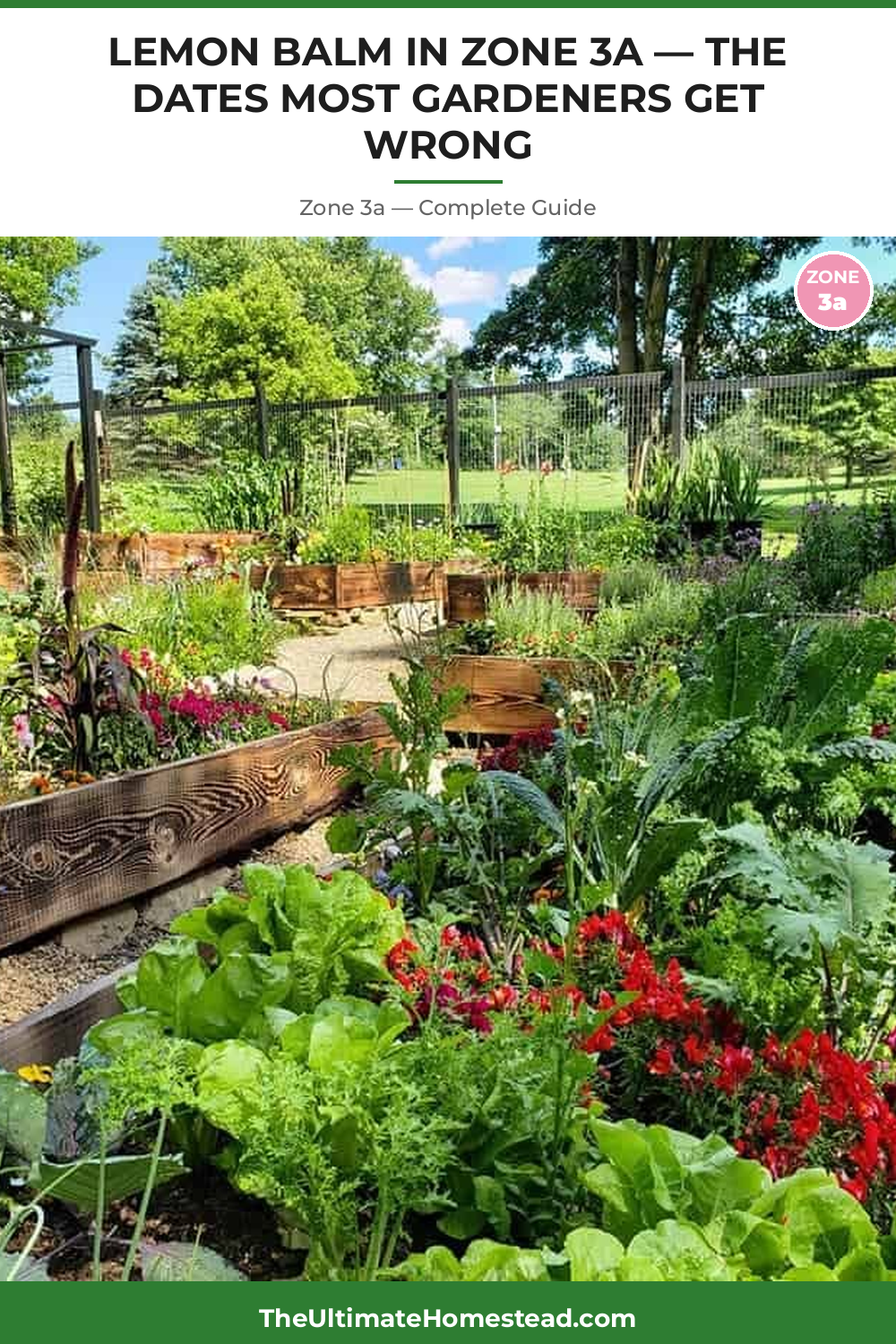 When to Plant Lemon Balm in Zone 3a